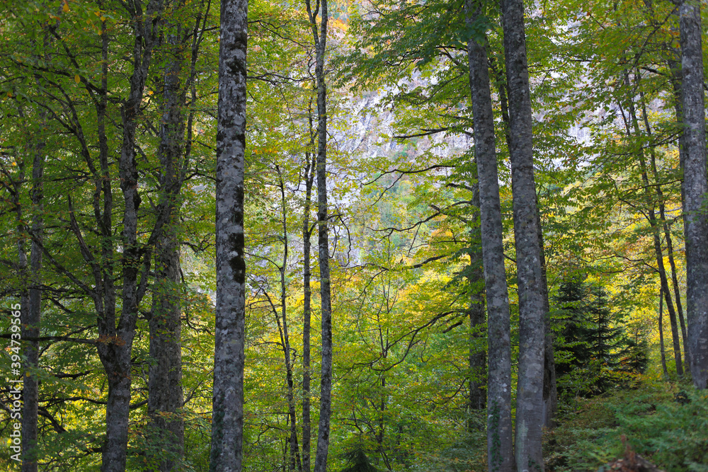 Fototapeta premium forest in the morning