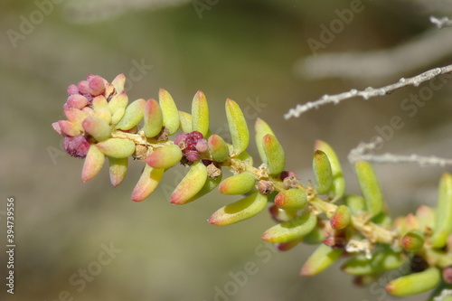 Shrubby Sea-Blite (Suaeda vera)