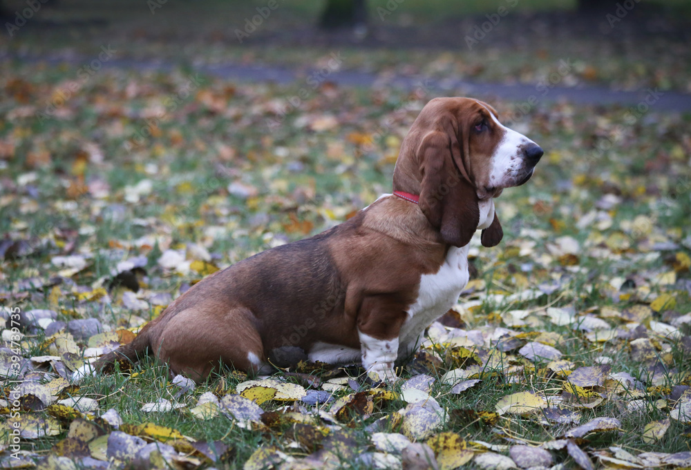 Dog of the Basset Hound breed sits in fallen leaves in nature. Dog of the Basset Hound breed sits in fallen leaves in nature.