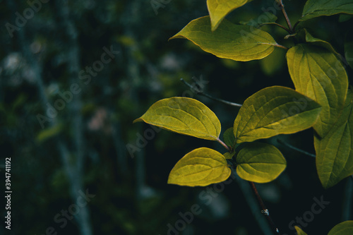 Detail of some green leaves of a cornus tree © zaizev