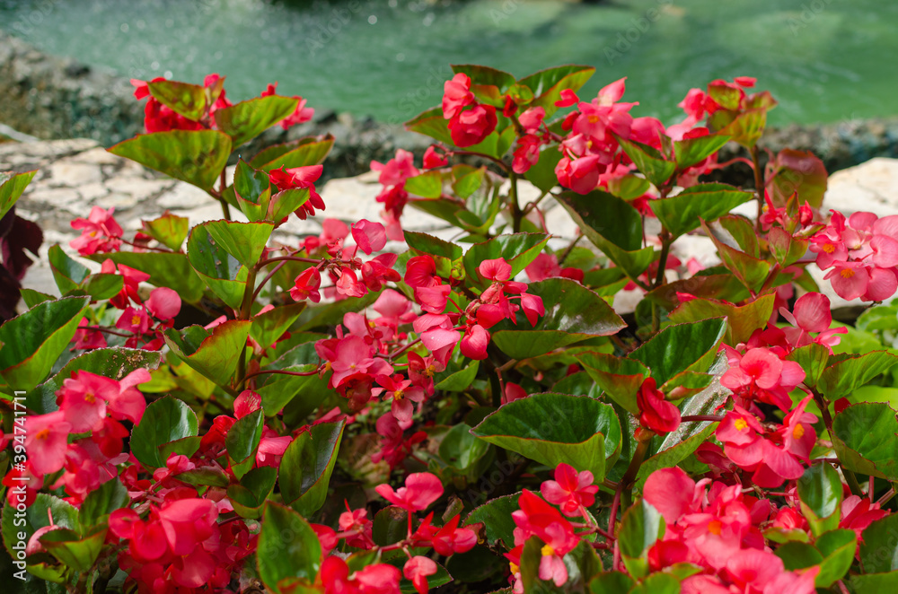 Red begonias in blossom with lush green leaves - close up