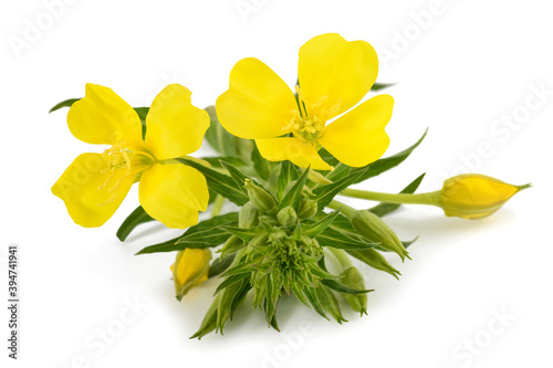 Evening primrose photo