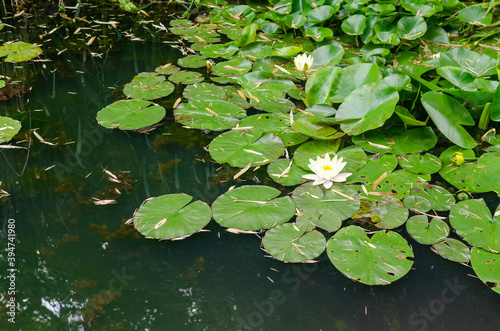 Water lilies surrounded with lush green leaves in a pond