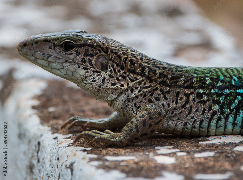 Naklejka premium lizard on a rock