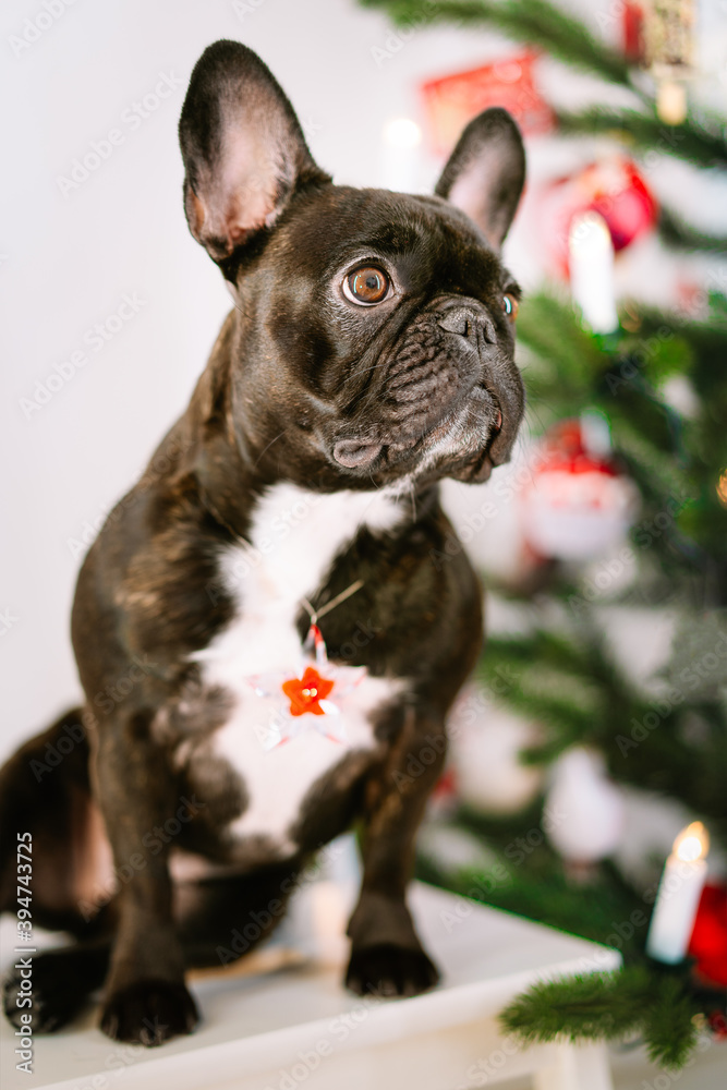 french bulldog on christmas tree background french bulldog on christmas tree background