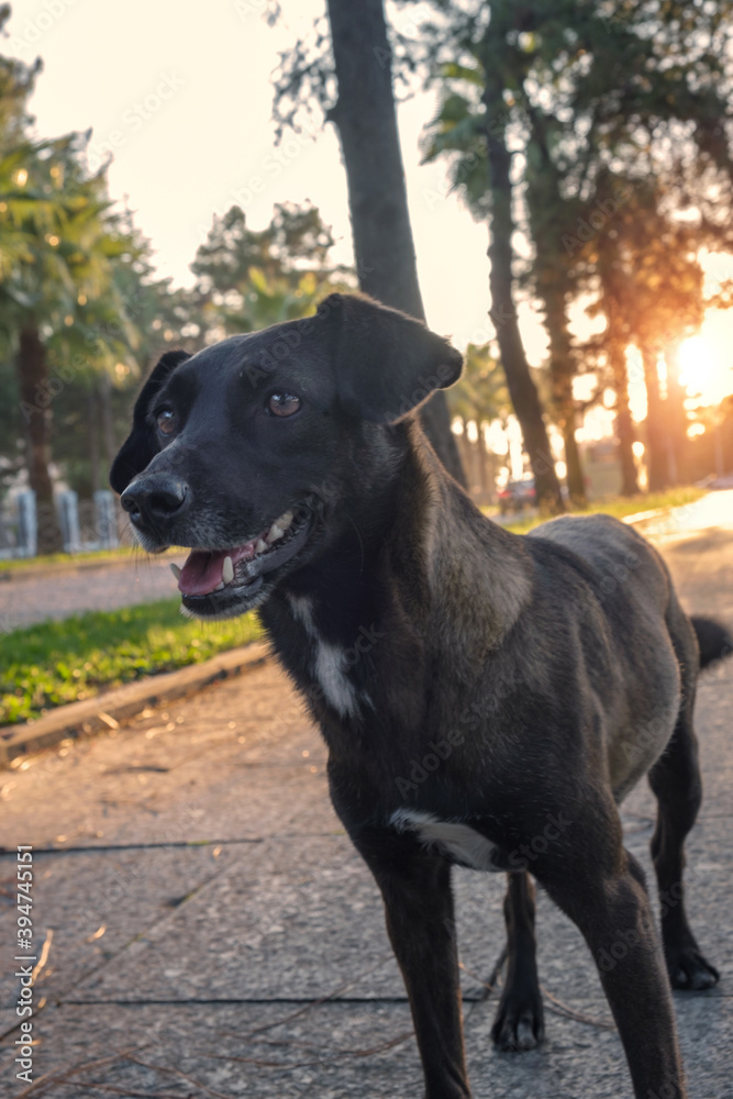 Black stray dog walks on the street at sunset park Black stray dog walks on the street at sunset park