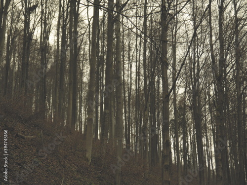 Jesienny krajobraz lasu z mgłą