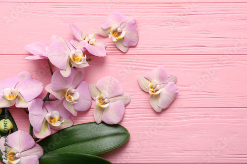 Beautiful orchid flowers and leaves on color background