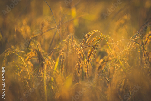 Rice field in organic farm of agriculture, paddy rice plant for harvesting on sun light, beautiful golden field of field in rural, rays of sun on farm is beuaty of landscape in Asia  photo