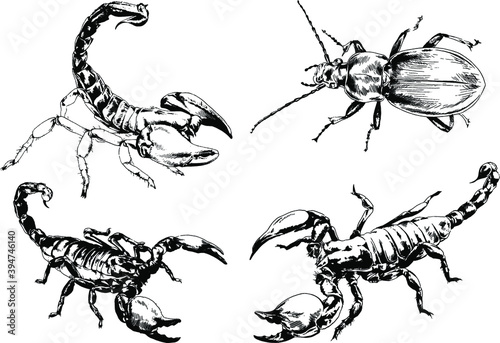 vector drawings sketches different insects bugs Scorpions spiders drawn in ink by hand , objects with no background  © evgo1977