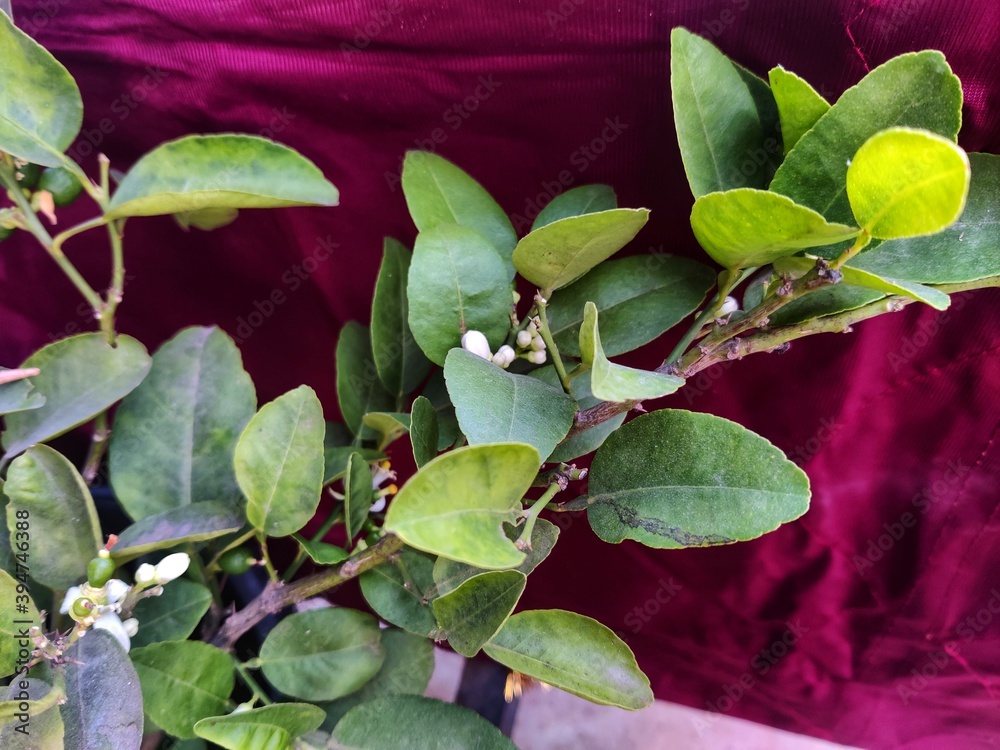 close up of hydrangea
