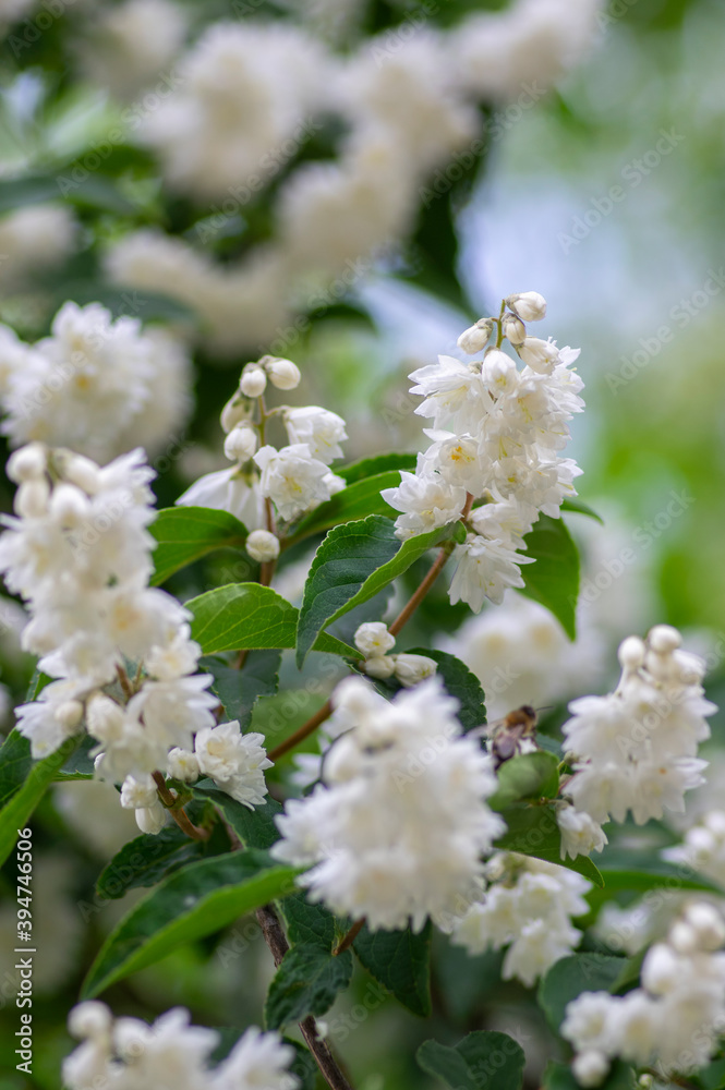 Deutzia scabra fuzzy pride of rochester white flowers in bloom, crenate flowering plants, shrub branches with green leaves Deutzia scabra fuzzy pride of rochester white flowers in bloom, crenate flowering plants, shrub branches with green leaves