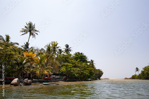 Palm trees stand on the banks of the river in the tropical forest.