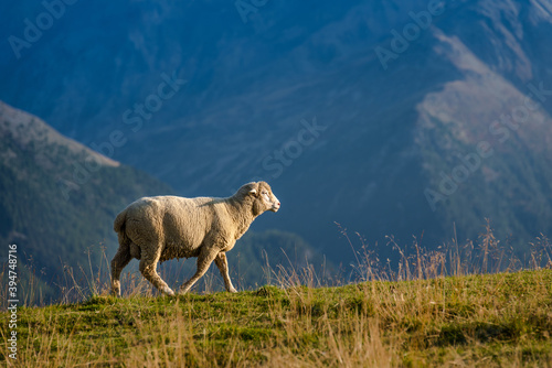 A sheep rises uphill through a pasture at sunset, with the Italian Alps visible in the background.