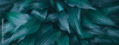 Relaxing textured tidewater green garden leaves background banner