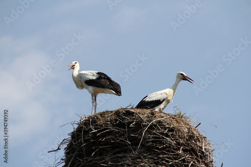 two storks standing on their nest made of many collected sticks