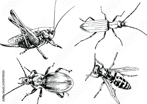 vector drawings sketches different insects bugs Scorpions spiders drawn in ink by hand , objects with no background