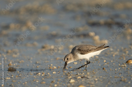 Cuadro en lienzo Little Stint on the northern coast of Qatar