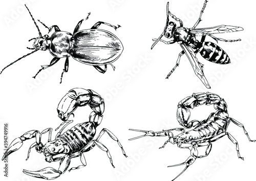 vector drawings sketches different insects bugs Scorpions spiders drawn in ink by hand , objects with no background