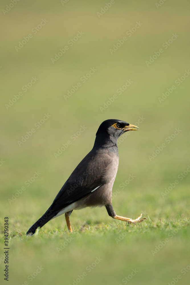 The common myna or Indian myna in Qatar The common myna or Indian myna in Qatar