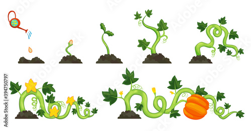 Tablou canvas Life cycle of growth pumpkin plant on white background