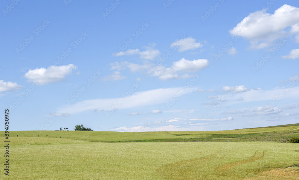 Rural landscape and fields sown with ryegrass and in the background the blue horizon