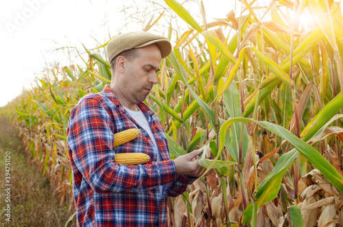 Middle aged caucasian farm worker inspecting corn field summer day
