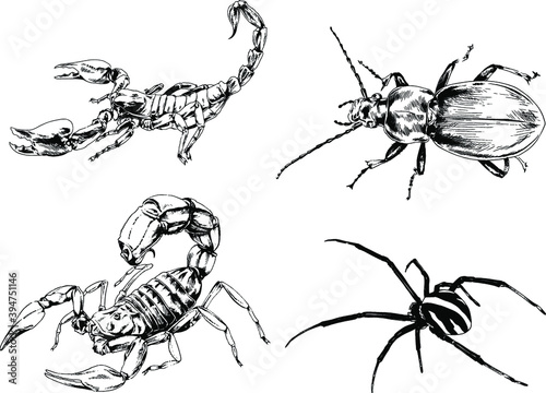 vector drawings sketches different insects bugs Scorpions spiders drawn in ink by hand , objects with no background