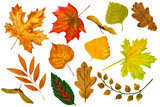 Watercolor set of different autumn leaves