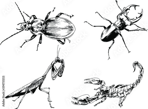 vector drawings sketches different insects bugs Scorpions spiders drawn in ink by hand , objects with no background