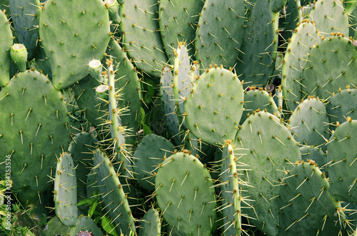 Opuntia polyacantha background