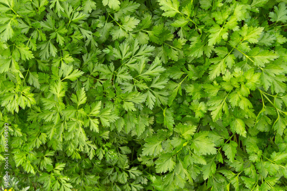 Parsley grows in the garden. It is grown outdoors in the garden area. Green background of parsley leaves, top view close-up Parsley grows in the garden. It is grown outdoors in the garden area. Green background of parsley leaves, top view close-up