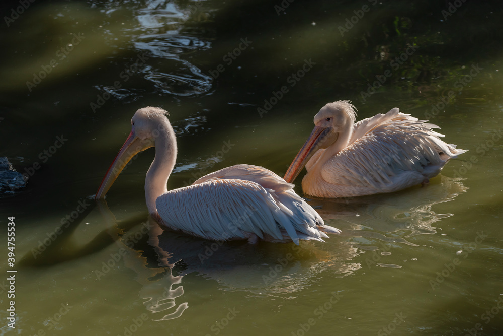 Pelican bird on green pond with sunny shine in autumn morning Pelican bird on green pond with sunny shine in autumn morning