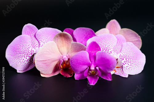 Several Orchid flowers on a dark background.