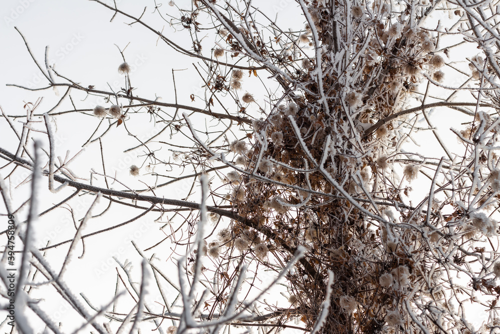 Frost covered branches and clematis vine seed heads Frost covered branches and clematis vine seed heads