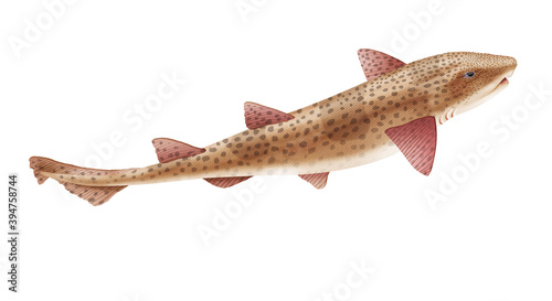 Cuadro en lienzo poisson, roussette, chat de mer , pêche,  isolé, aliment, blanc, animal, frais,