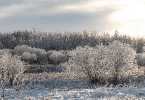 frosty winter landscape with trees © Phil & Karen Rispin