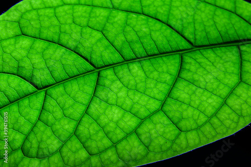 Green avocado leaf