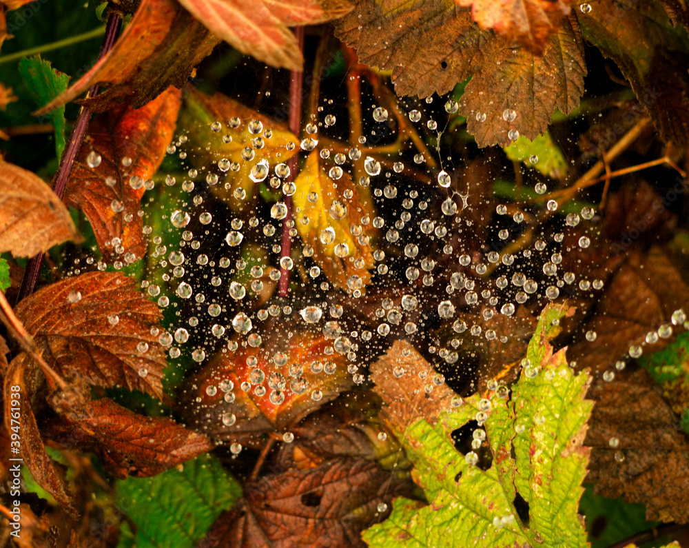 A closeup with spiderweb at autumn in Mecklenburg-West Pomerania Germany Europe