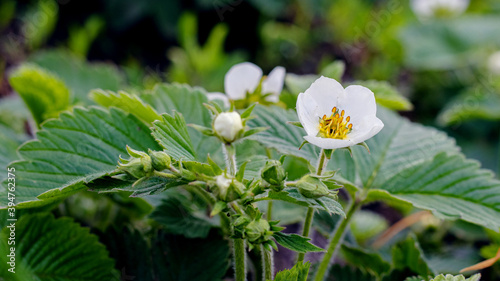 Strawberry blossoms. White strawberry flowers in the garden. Growing strawberries
