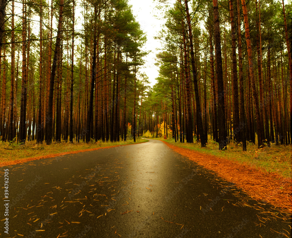 Obraz premium A walk into nature at autumn in Mecklenburg-West Pomerania Germany Europe
