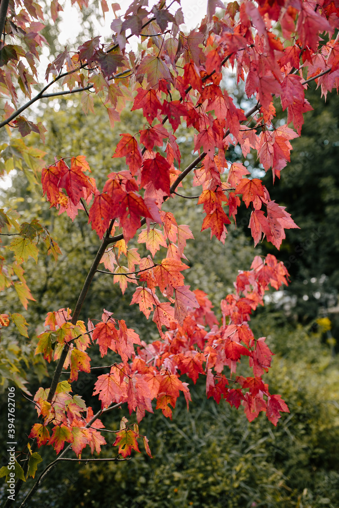 Red maple leaves on branch during Fall Red maple leaves on branch during Fall