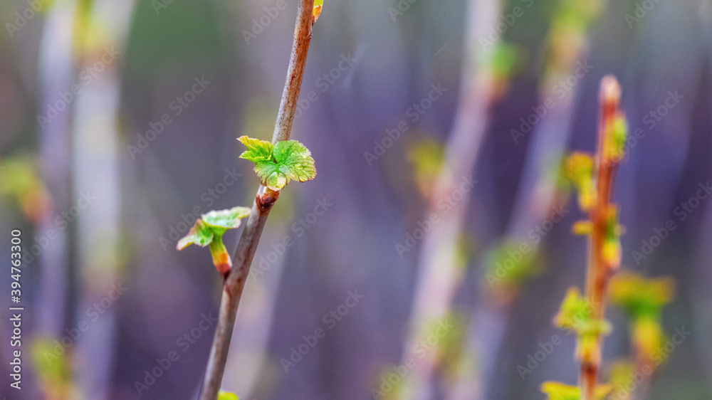 Currant branches with tender young leaves in the garden Currant branches with tender young leaves in the garden