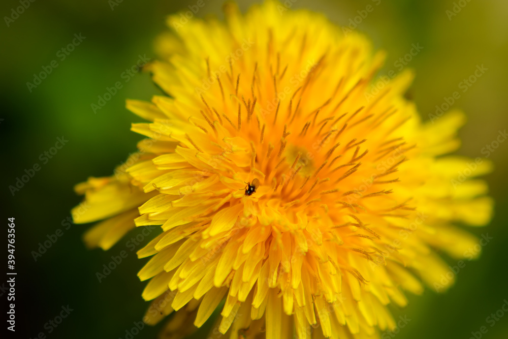 diente de león en flor, con pequeño insecto diente de león en flor, con pequeño insecto