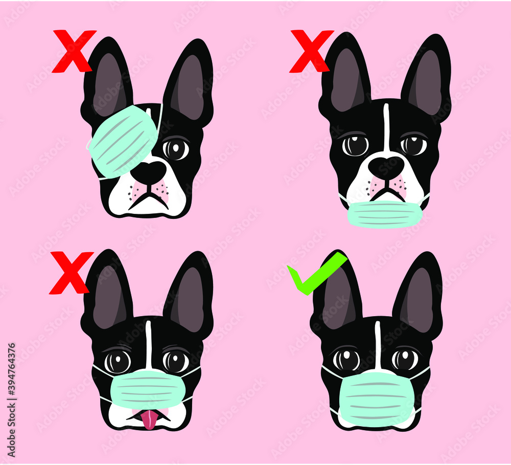 Boston Terrier dog showing the correct way of wearing a medical face mask Boston Terrier dog showing the correct way of wearing a medical face mask