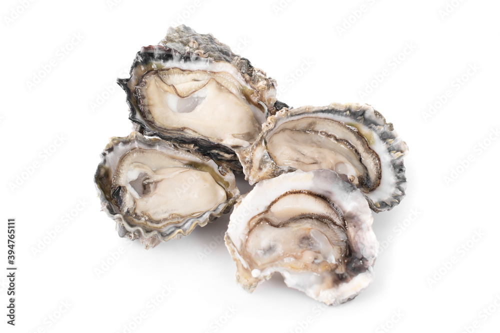 Oyster an isolated on a white background Oyster an isolated on a white background