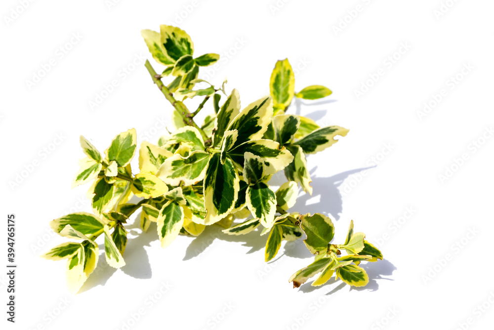 boxwood tree isolated on white background boxwood tree isolated on white background