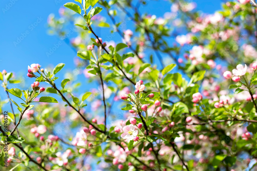 A blooming branch of apple tree in spring. Spring nature background. A blooming branch of apple tree in spring. Spring nature background.