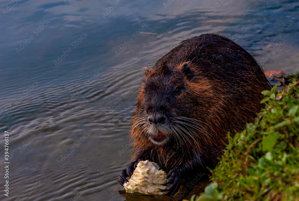 otter in the water
