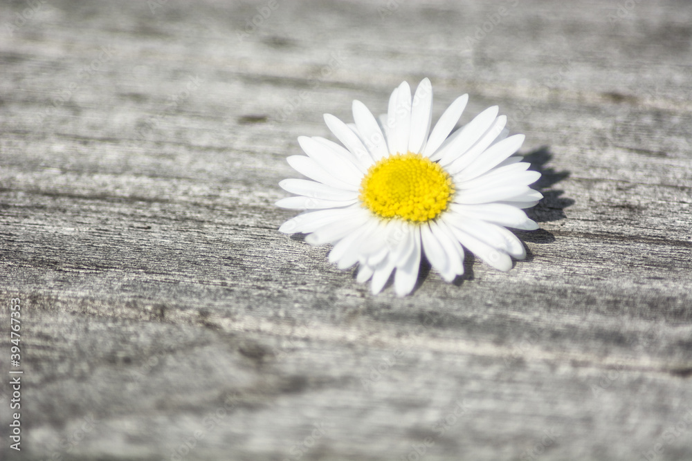 Obraz premium Single White Daisy on a Weathered Wooden Table